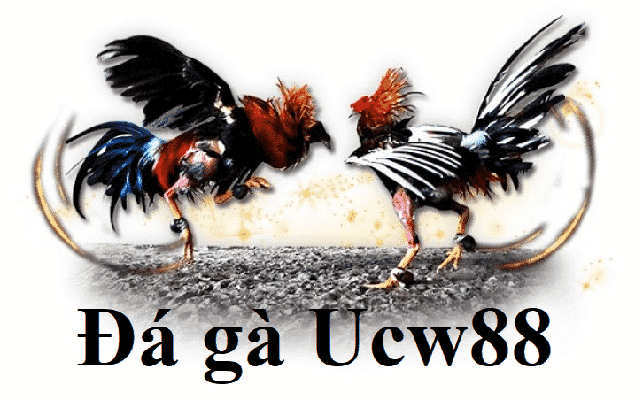 Các sản phẩm cá cược phổ biến tại ucw88